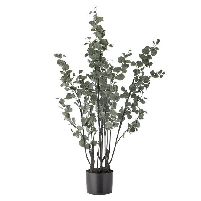 Hovedbilde Eucalyptus i potte