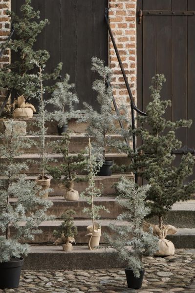 Ib Laursen Juletre/cedertre 