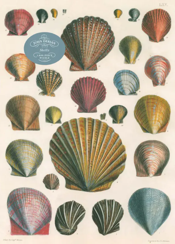 Shells - John Derian 1000 Piece Puzzle