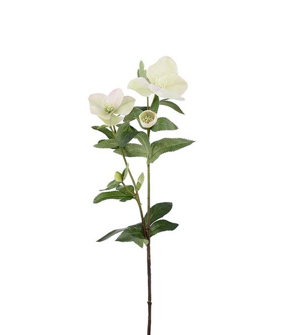 Hovedbilde Julerose hvit 63cm