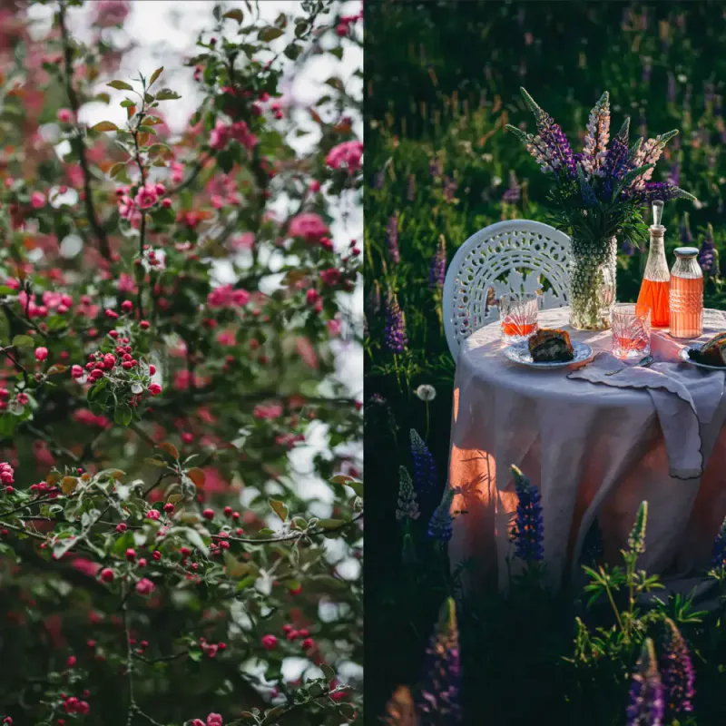 Nordic Summer Cookbook, Viola Minerva Virtamo