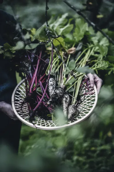 From Oven to Table, Viola Minerva Virtamo